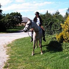 Anden særlig race Shadow R.I.P