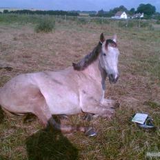 Anden særlig race Shadow R.I.P