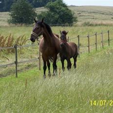 Ungarnsk Varmblod  baba   *gammel skolehest*