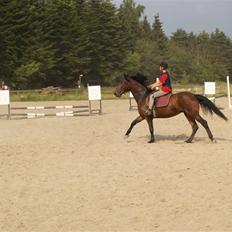 Ungarnsk Varmblod  baba   *gammel skolehest*