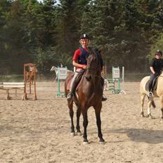 Ungarnsk Varmblod  baba   *gammel skolehest*