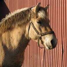 Fjordhest Felix -solgt