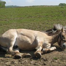Fjordhest Felix -solgt