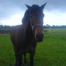 Irsk Sportspony captain jack