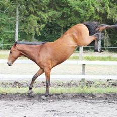 Dansk Varmblod Cadeau