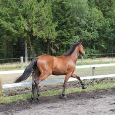 Dansk Varmblod Cadeau