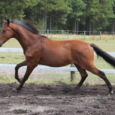 Dansk Varmblod Cadeau