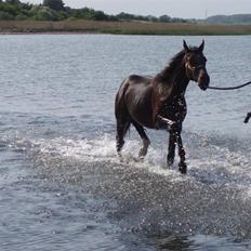 Anden særlig race Milton