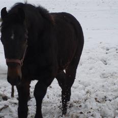 Anden særlig race Milton