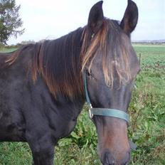 Anden særlig race Milton