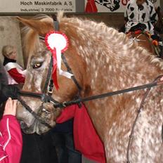 Anden særlig race Jolly Jumper *Gamle part*
