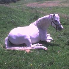 Anden særlig race Mulle R.I.P