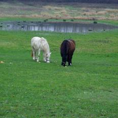 Anden særlig race Mulle R.I.P