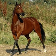 Anden særlig race Ofelia RIP