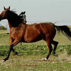 Anden særlig race Ofelia RIP