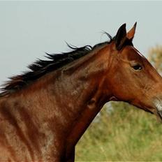 Anden særlig race Ofelia RIP