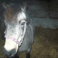 Welsh Pony (sec B) Jasmin *R.I.P*
