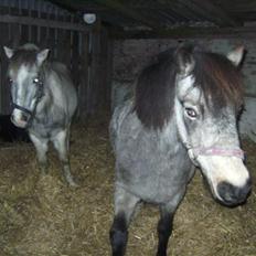 Welsh Pony (sec B) Jasmin *R.I.P*