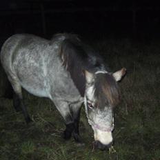 Welsh Pony (sec B) Jasmin *R.I.P*