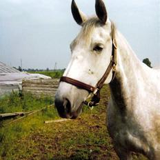 Anden særlig race Musse