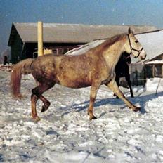 Anden særlig race Musse