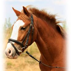 New Forest Bakkens Maltemay-SOLGT