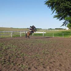 New Forest Roløkke Superman