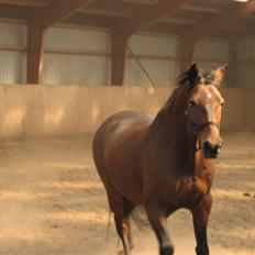 Dansk Varmblod Ørstedlunds Lemon