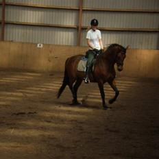 Dansk Varmblod Ørstedlunds Lemon