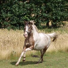 Anden særlig race Silas <3