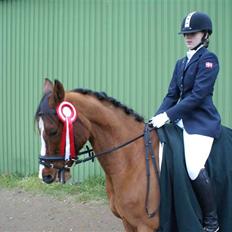 Arabisk fuldblod (OX) Grafik ox