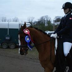 Arabisk fuldblod (OX) Grafik ox