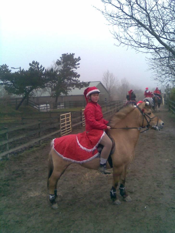 Fjordhest Klokkeblomst   * Solgt* billede 17