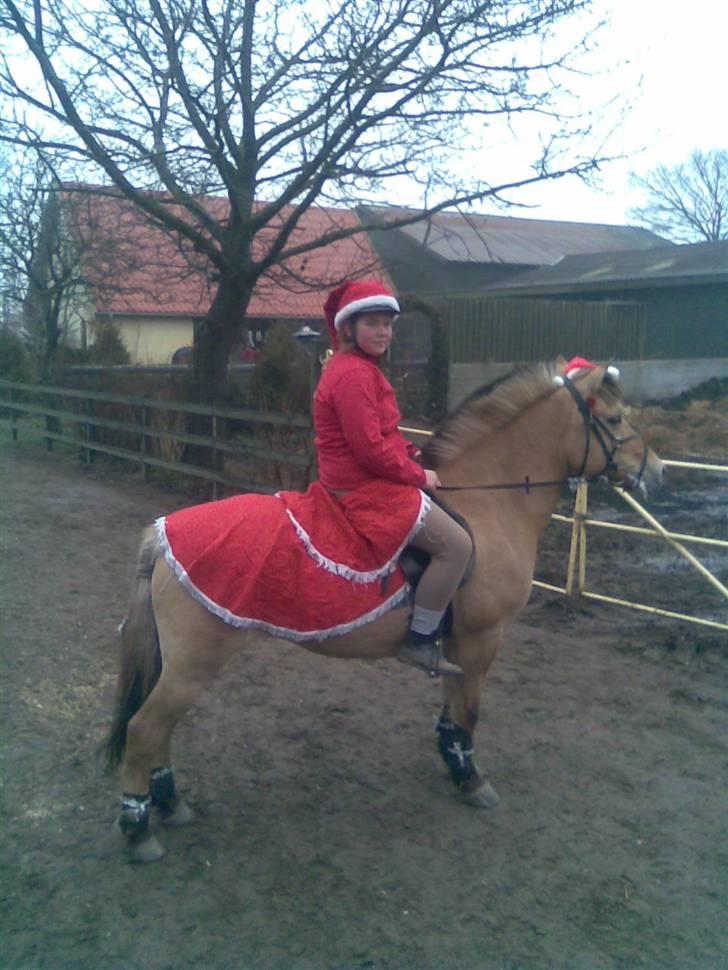 Fjordhest Klokkeblomst   * Solgt* billede 18