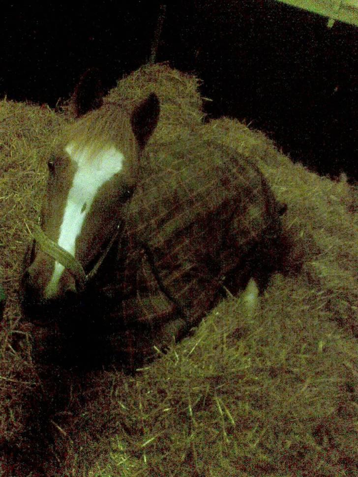 Tysk Sportspony La Belle Cheval  - nuuuuuutsi <3 billede 19