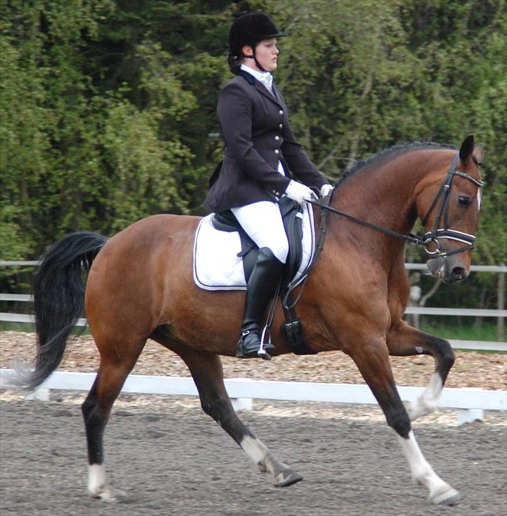 Hollandsk Sportspony Adelaide - Min smukke pony og jeg til landsstævne i Ringsted - fotograf: SCHOU billede 3