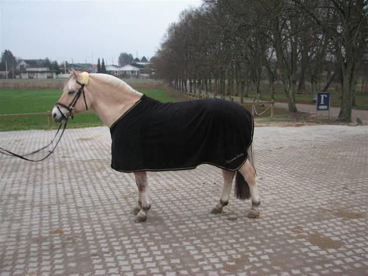 Fjordhest Højgaards Sandra *SOLGT* - jeg elsker dig ufattteligt højt :´) <3 du er savnet mere end alle tror :´´( jeg savner dig så inderligt, jeg savner alt ved dig :s selv din stædighed <3 DU ER MIN I MIT HJERTE OG DET VIL DU ALTID VÆRE :´´( <3  billede 4