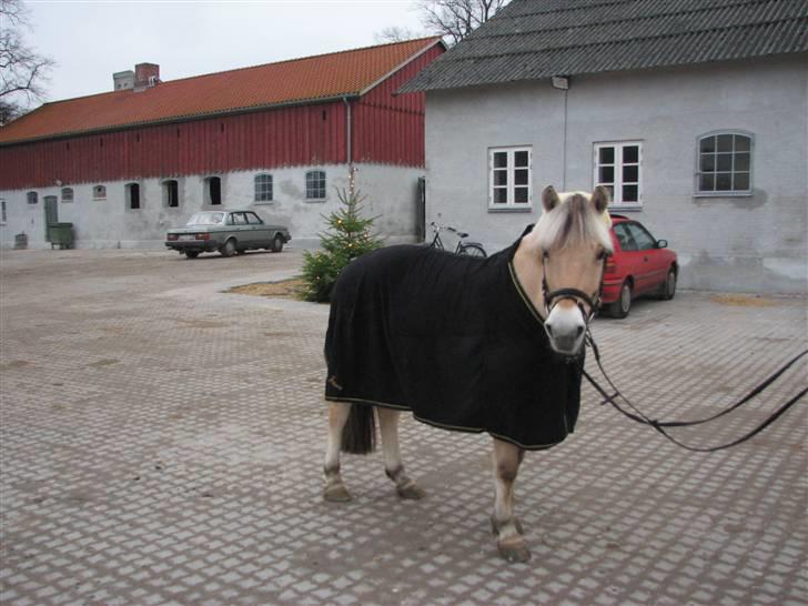 Fjordhest Højgaards Sandra *SOLGT* - Det er første gang hun har sit nye tæppe på :´) savnet  billede 5