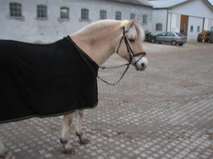 Fjordhest Højgaards Sandra *SOLGT* - " se jeg kan stå hel selv uden ejer " elsket og savnet billede 6
