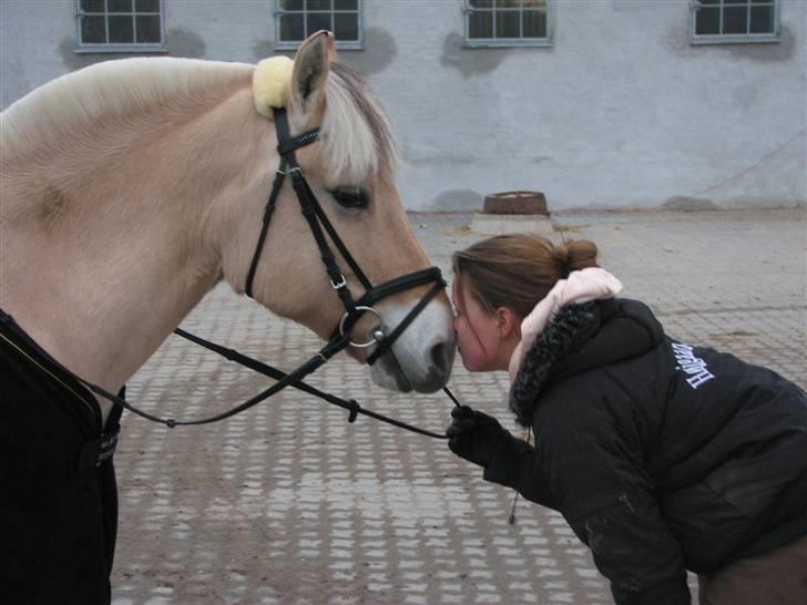 Fjordhest Højgaards Sandra *SOLGT* - Se ligge hvor højt vi elsker hinanden <3 savnet billede 7