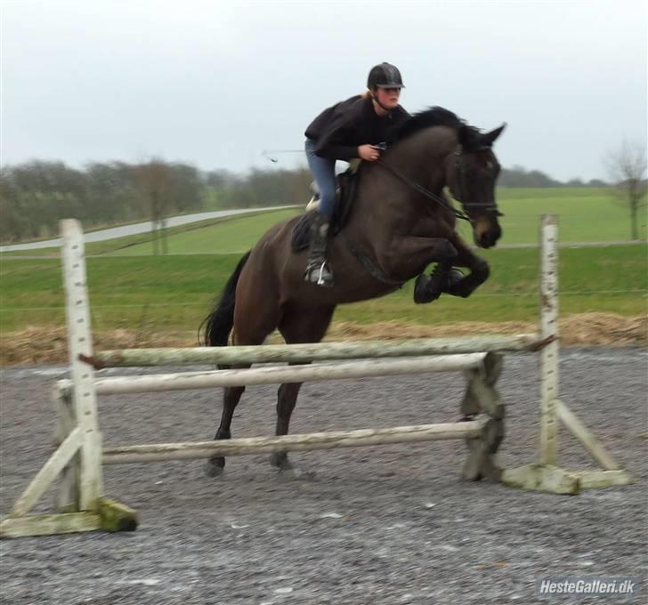 Dansk Varmblod Viento - Spring undervisning, ca. 90 billede 2