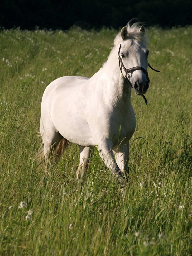 New Forest Feldholm's Pontius Solgt - På sommergræs pontius blev først kørt derud så kom de andre 2 og dem fik han lige øje på hehe...(O: Foto: mk-foto billede 17