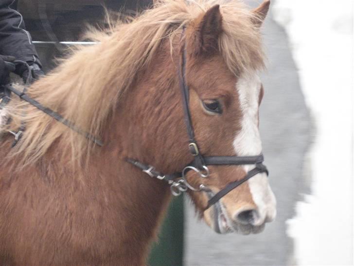 Islænder Sleipnir - Hans hoved (: billede 13