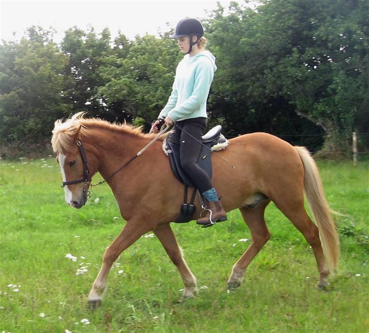 Islænder Sleipnir - Trav billede 14