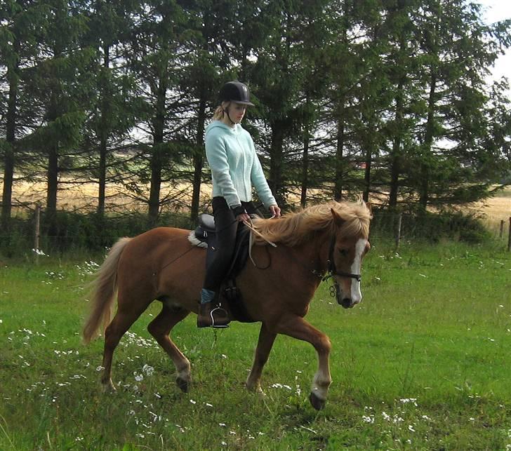 Islænder Sleipnir - Trav billede 15