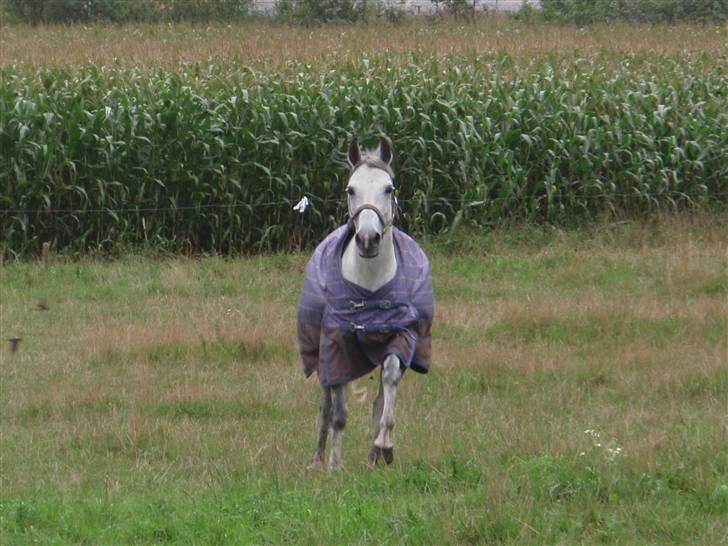 DSP Michel  billede 10