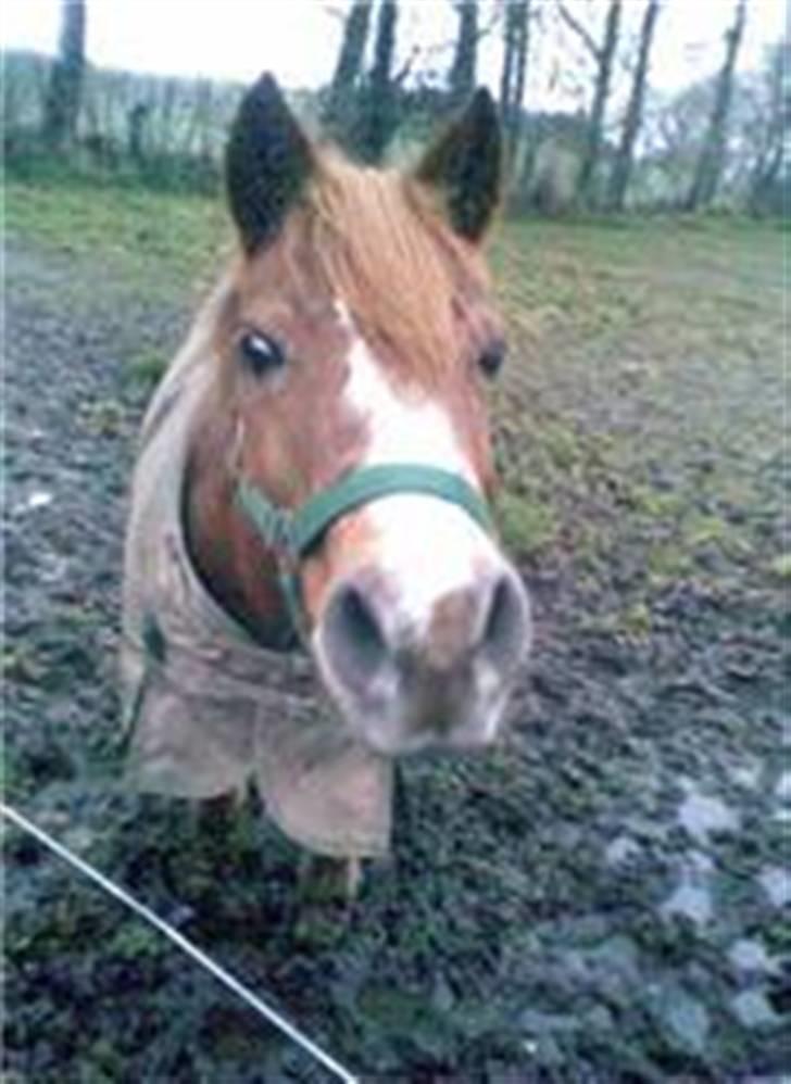 Anden særlig race Lyn Star - R.I.P - lynner = smukken! foto: pernille billede 3