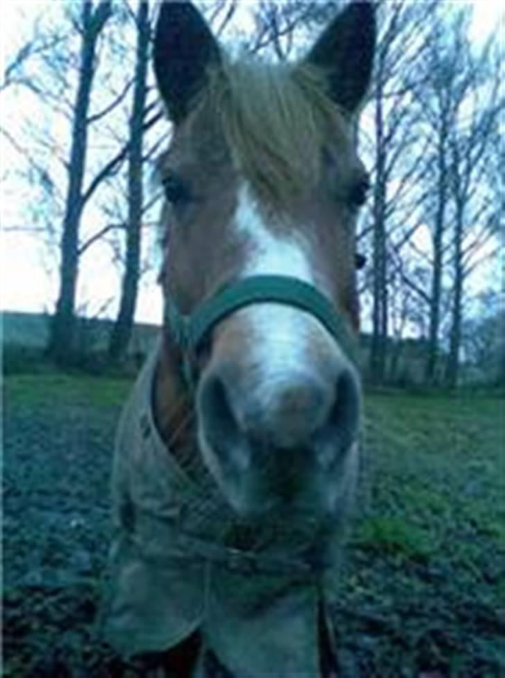 Anden særlig race Lyn Star - R.I.P - foto: pernille billede 4