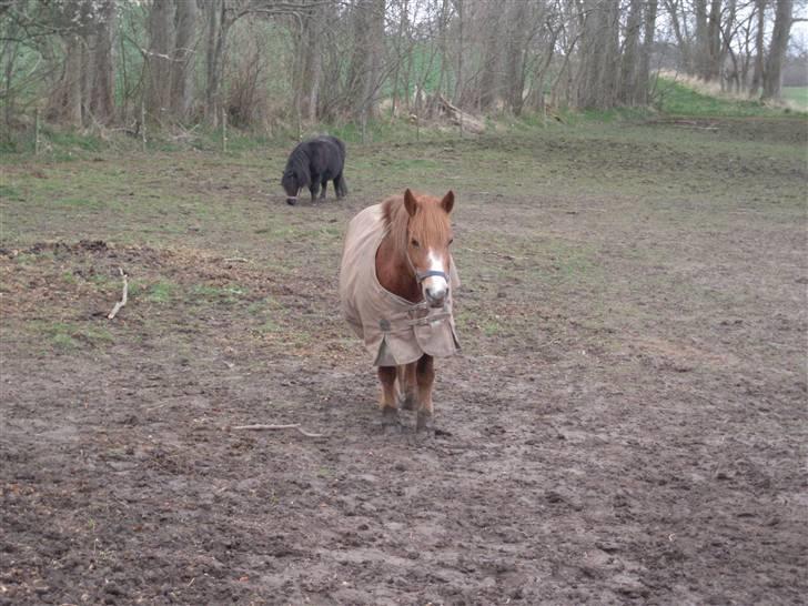 Anden særlig race Lyn Star - R.I.P - foto: pernille billede 5