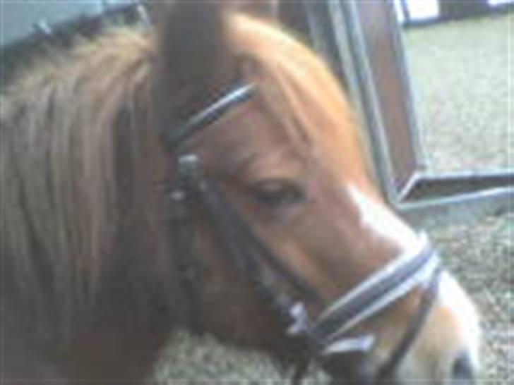 Anden særlig race Lyn Star - R.I.P - kønnest med hovede tøj:P billede 6